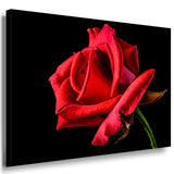 Rote Rose Leinwandbild / AK Art Bilder / Mehrfarbig + Kunstdruck XXL Wandbild