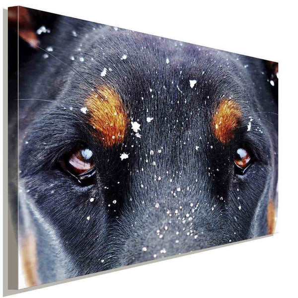 Doberman Augen AK Art Bilder Premium Kunstdruck Made in Germany Top Leinwandbild