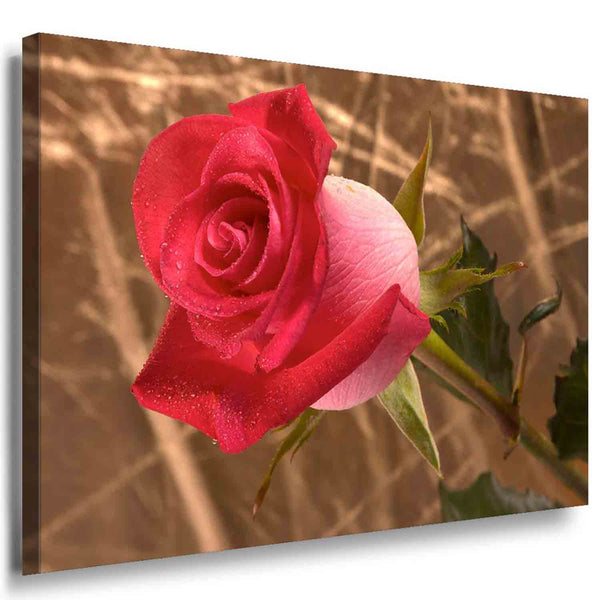 Rote Rose Leinwandbild / AK ART Bilder / SchwarzWeiß Kunstdruck XXL TOP Wandbild