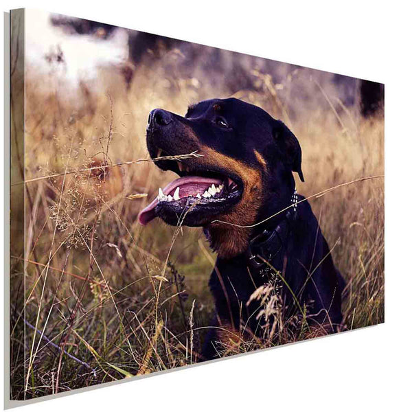 Rottweiler in der Natur Leinwandbild AK Art BilderWanddeko Wandbild Kunstdruck