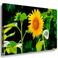 Sonnenblume Leinwandbild / AK Art Bilder / Mehrfarbig + Kunstdruck XXL Wandbild