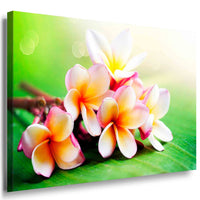 Plumeria Blume Leinwandbild AK Art Bilder Mehrfarbig Wandbild Kunstdruck TOP XXL