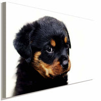 Süßer kleiner Rottweiler Leinwandbild AK Art Studio Wanddeko Wandbild TOP XXL