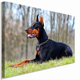 Dobermann auf der Lauer Leinwandbild AK Art Bilder Wanddeko Wandbild Kunstdruck