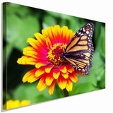 Schmetterling auf Blume Leinwandbild AK Art Bilder Wanddeko Wandbild Kunstdruck