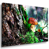 Pilz Leinwandbild AK Art Bilder Mehrfarbig Wandbild Kunstdruck Wanddeko TOP XXL