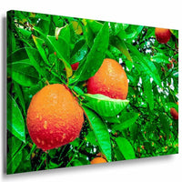 Orangen Grun Baum Leinwandbild AK Art Bilder Mehrfarbig Kunstdruck XXL Wandbild