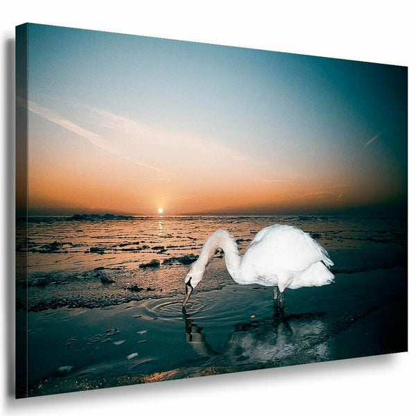 Weiser Schwan Strand Leinwandbild AK Art Bilder Mehrfarbig Kunstdruck WAndbild