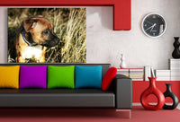 Amerikanische Staffordshire Terrier AK Art Bilder Kunstdruck Leinwandbilder XXL