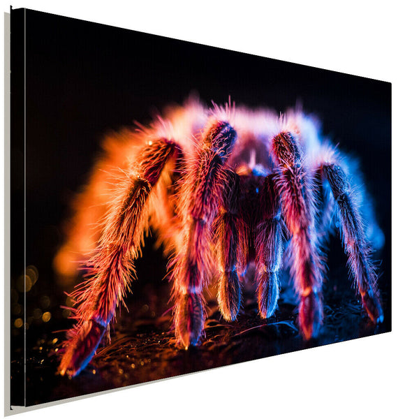 Spinne Lichtspiel Leinwandbild AK ART Kunstdruck Mehrfarbig Wanddeko Wandbild
