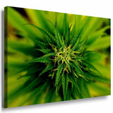 Grune Pflanze Leinwandbild AK Art Bilder Mehrfarbig Kunstdruck Wandbild TOP XXL