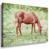 Pferd auf der Wiese Grun Leinwandbild AK Art Bilder Mehrfarbig Kunstdruck XXL