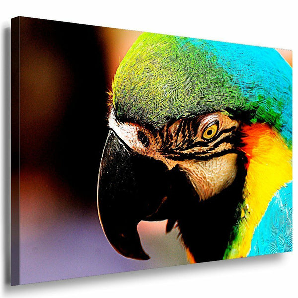 Papagei Leinwandbild AK Art Bilder Mehrfarbig Wandbild Top Geschenk XXL
