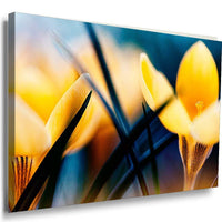 Schlusselblume Gelb Leinwandbild AK Art Bilder Mehrfarbig Wandbild Kunstdruck
