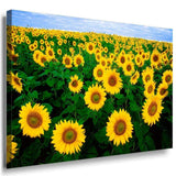 Sonnenblumen Leinwandbild AK Art Bilder Mehrfarbig Kunstdruck XXL Wandbild