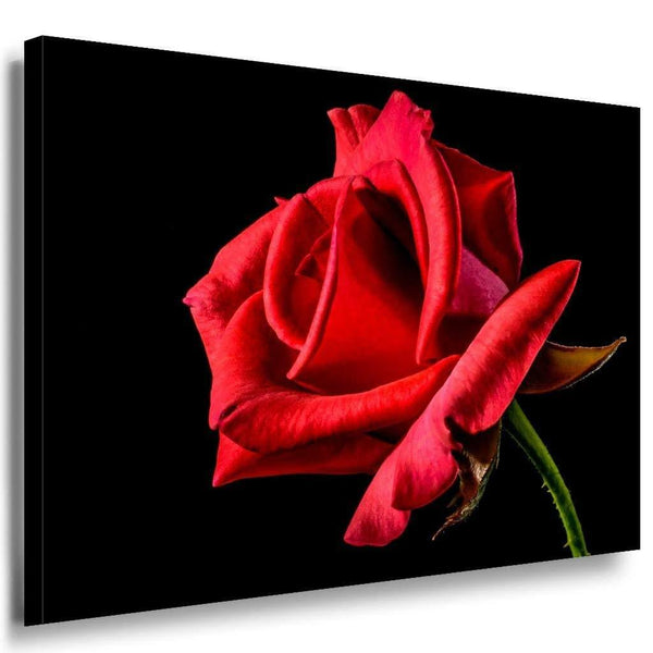 Rote Rose Leinwandbild AK Art Bilder Mehrfarbig Kunstdruck XXL Wandbild