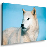 Weiser Wolf Wald Leinwandbild AK Art Bilder Mehrfarbig Kunstdruck XXL Wandbild