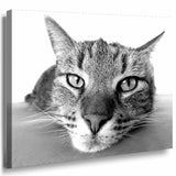 Katze Gros Nah Leinwandbild AK Art Bilder Schwarz Weis Mehrfarbig Kunstdruck XXL