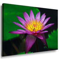Lotus Violett Leinwandbild AK Art Bilder Mehrfarbig Kunstdruck XXL Wandbild
