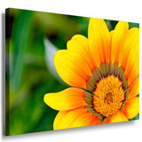 Gelbe Blumen Gros Leinwandbild AK Art Bilder Mehrfarbig Kunstdruck XXL TOP