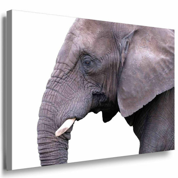 Elefant Kopf Gros Leinwandbild AK Art Bilder Mehrfarbig Kunstdruck Wandbild XXL