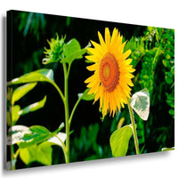 Sonnenblume Leinwandbild AK Art Bilder Mehrfarbig Kunstdruck XXL Wandbild