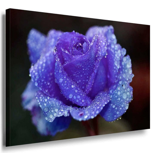 Blaue Rose Regentropfen Leinwandbild AK Art Bilder Mehrfarbig Kunstdruck