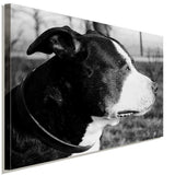 Amerikanische Staffordshire Terrier 2 AK Art Bilder Kunstdruck Leinwandbilder