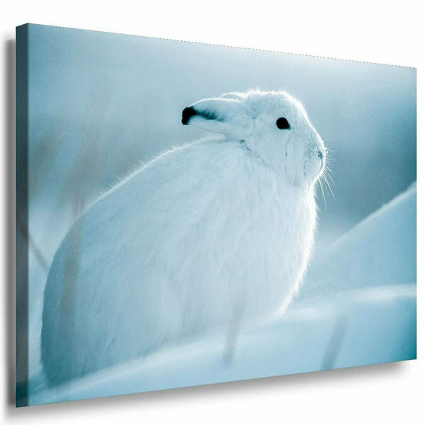 Hase Weis Schnee Wald Leinwandbild AK Art Bilder Mehrfarbig Kunstdruck Wandbild