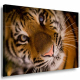 Tiger Leinwandbild AK Art Bilder SchwarzWeis Kunstdruck XXL Wandbild Wanddko