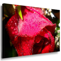 Rose Leinwandbild AK Art Bilder Mehrfarbig Kunstdruck XXL Wandbild Blume